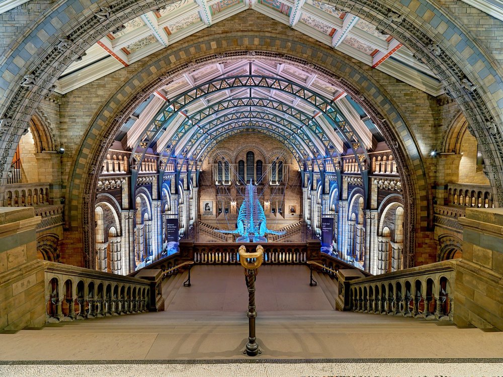 Blue skelton whale in Hinze Hall at the Natural History Museum