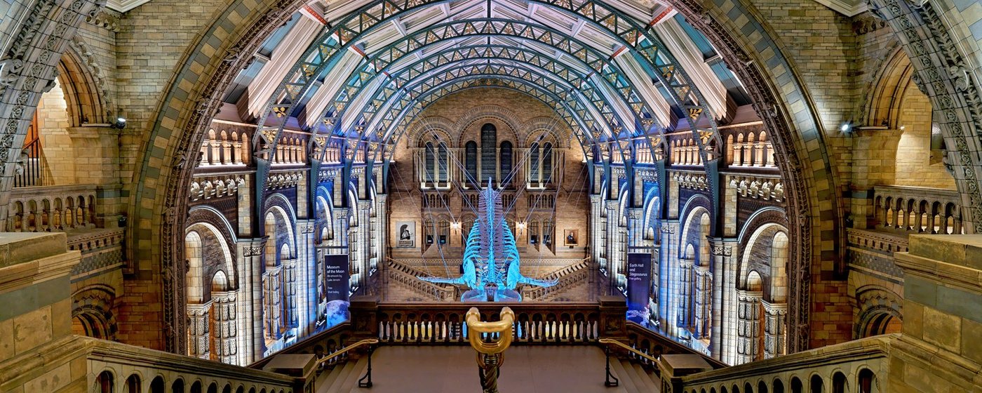 Blue skelton whale in Hinze Hall at the Natural History Museum