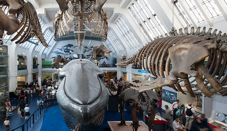 Mammals (blue whale) gallery, NHM